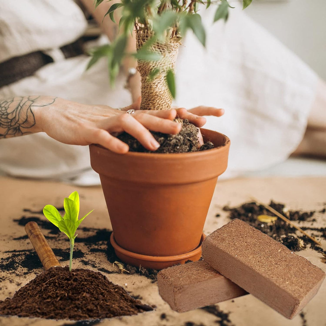 Is Coco Coir Good for Indoor Plants? The Complete Guide
