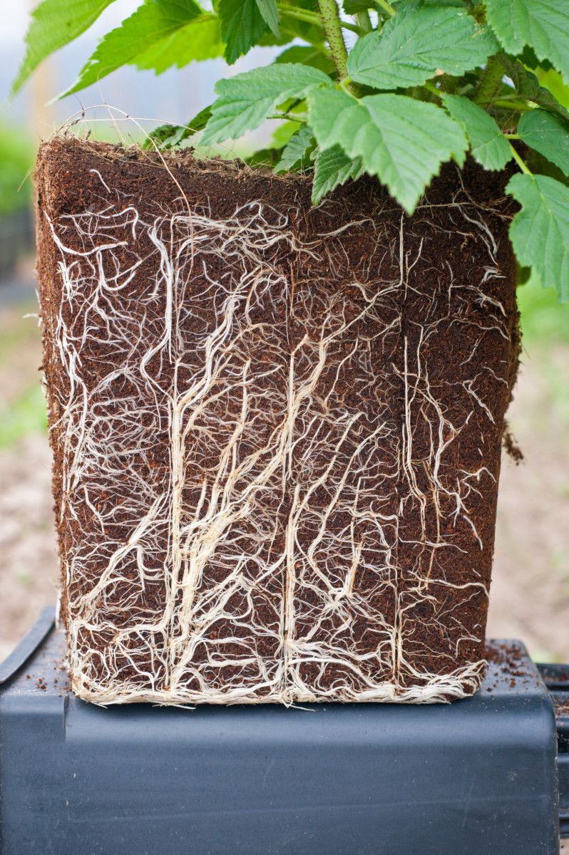 Strong white roots grown in coconut coir