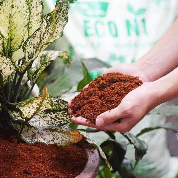 Indoor plants near compressed coco coir bricks