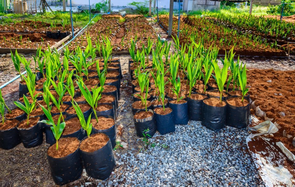 Nursery plants growing in coconut coir