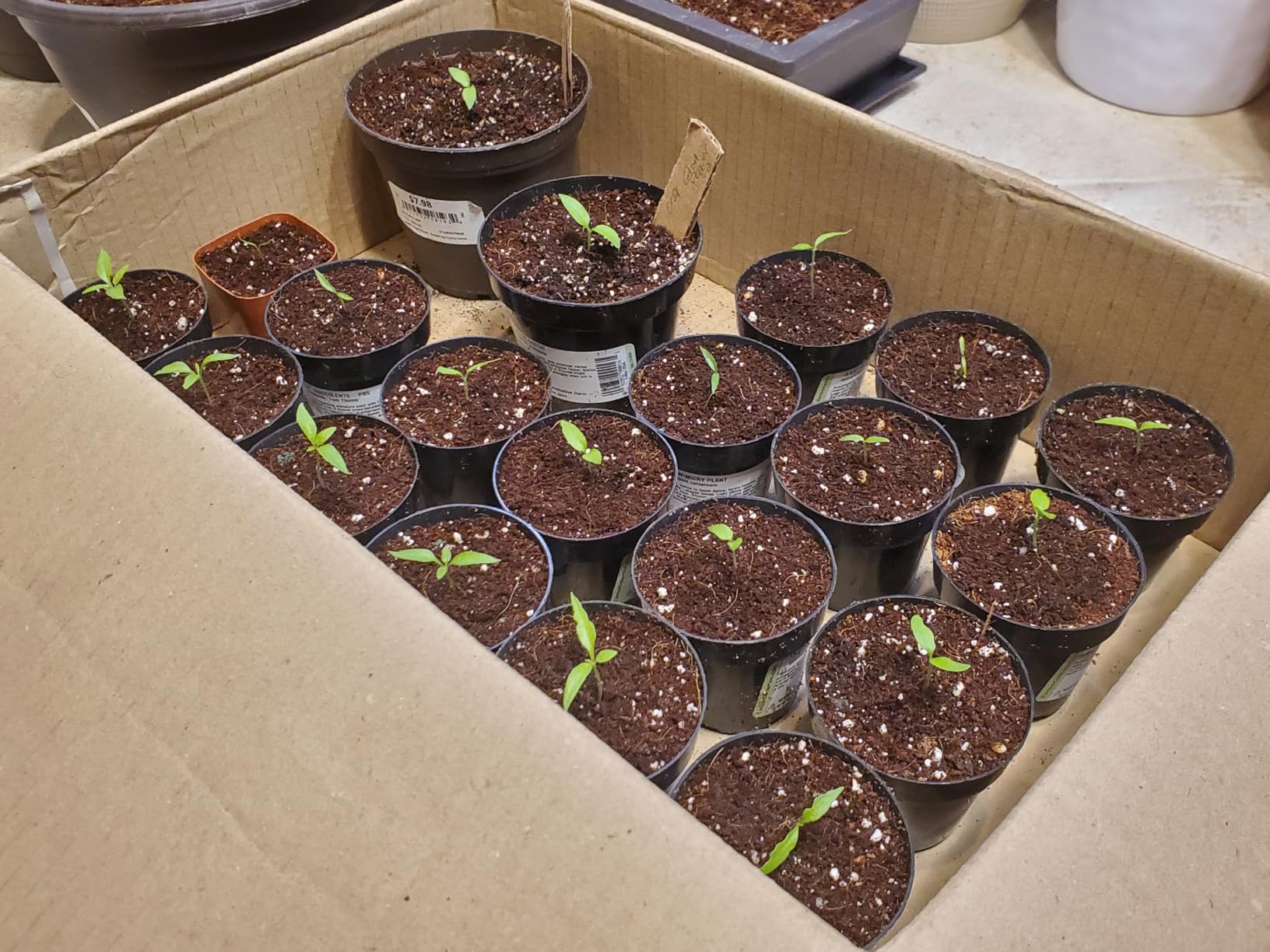 Seedlings started in pots with coco coir