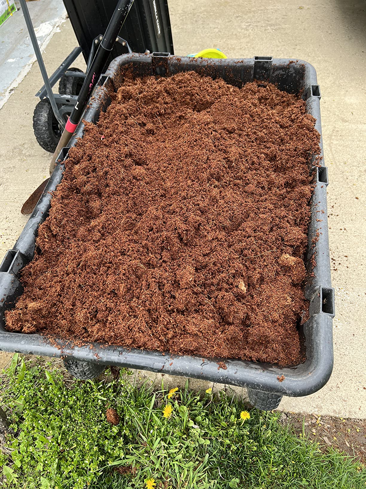 Expanded coco coir in a garden wheelbarrow